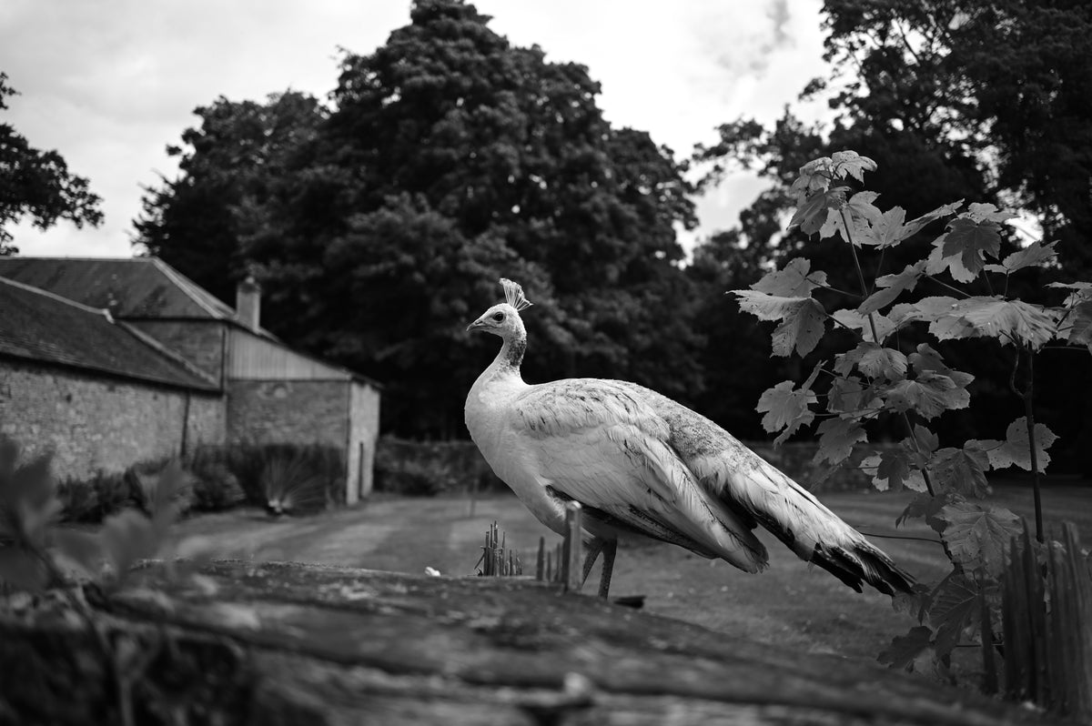 White Peacock