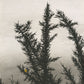 'Black and White Gorse' Print
