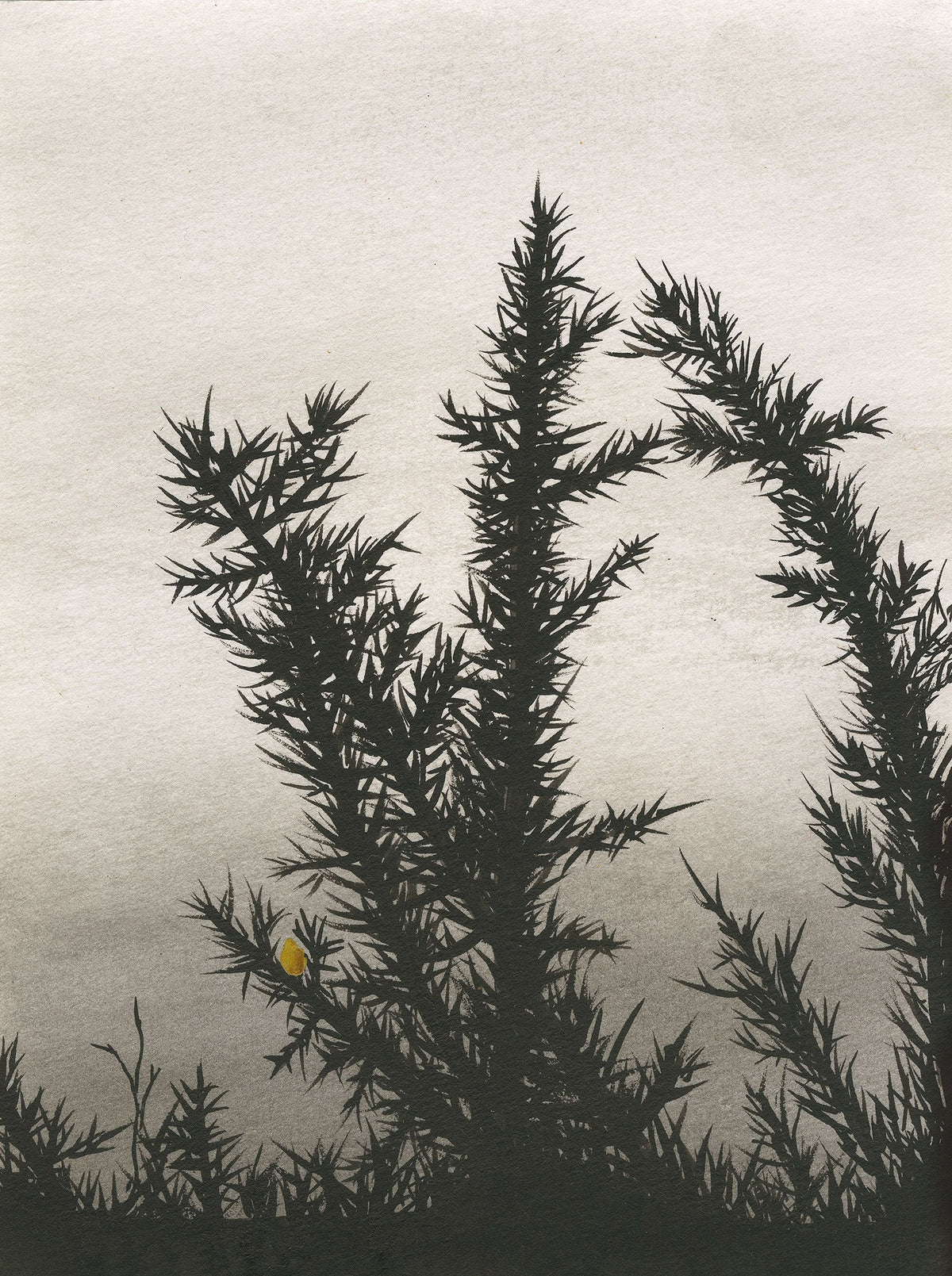 'Black and White Gorse' Print