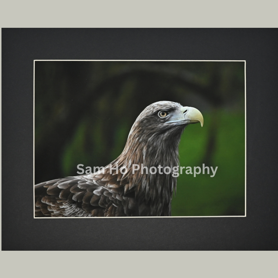 Eagle I