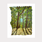 'Walk in the Woods' Print