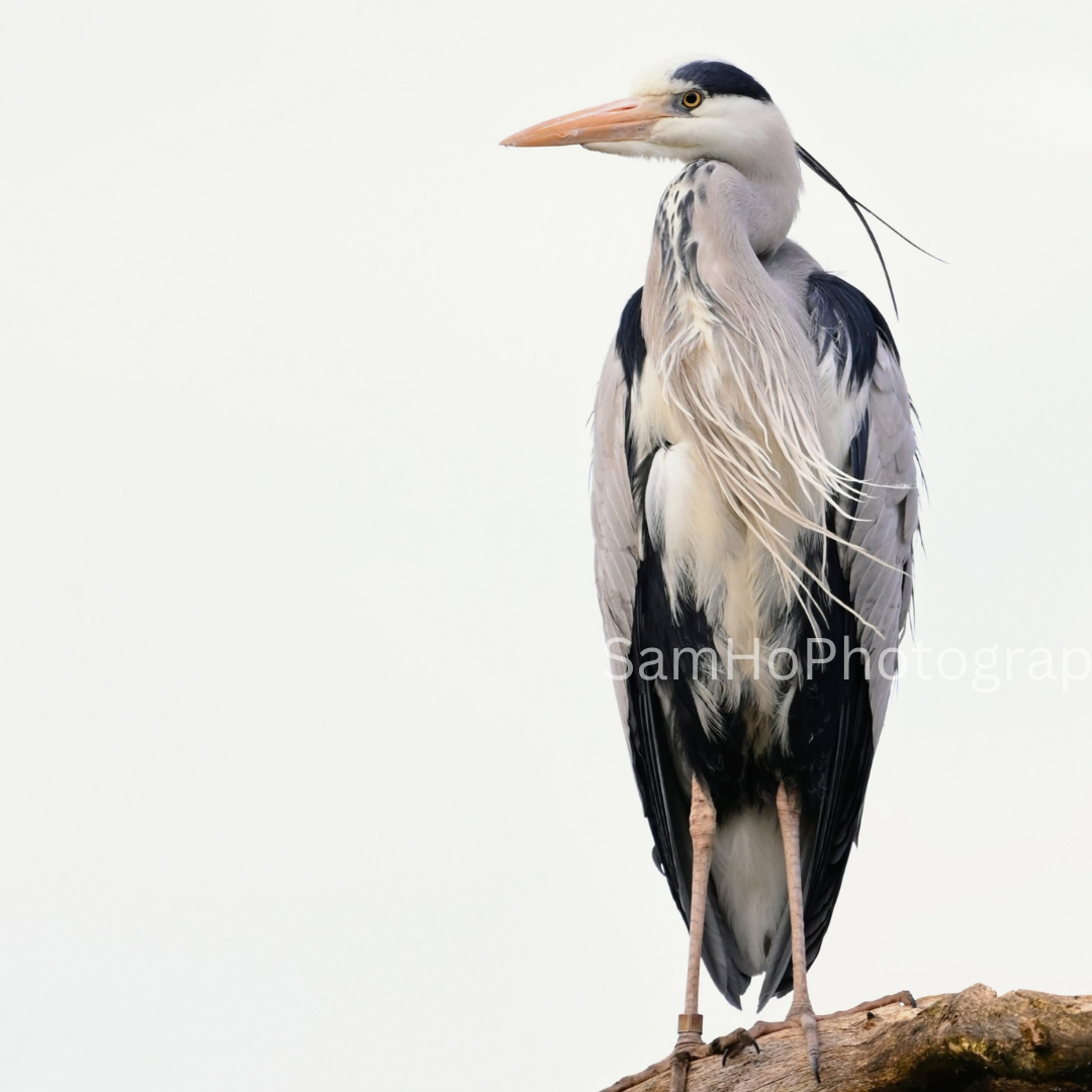 Grey Heron