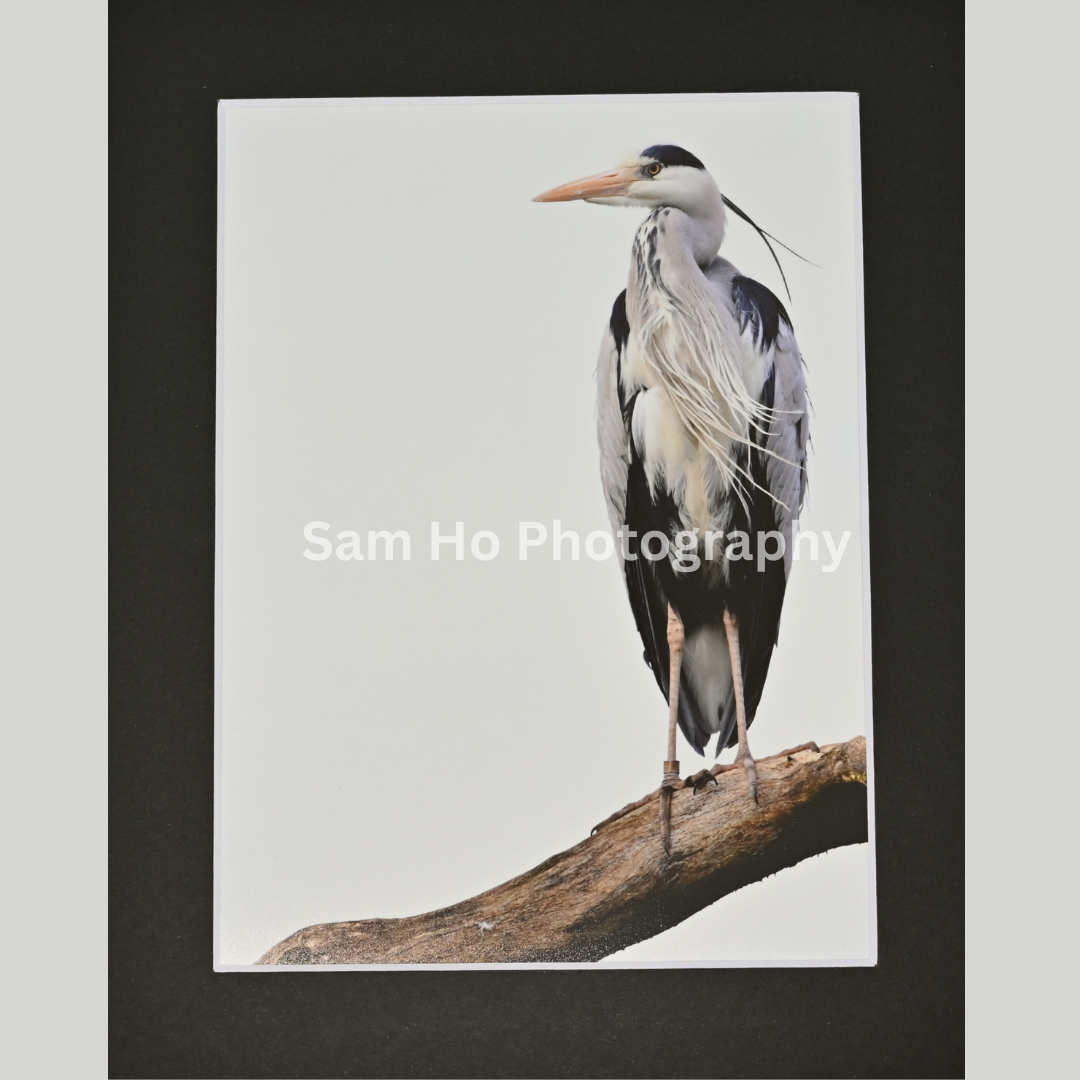 Grey Heron