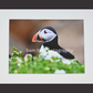 Puffin
