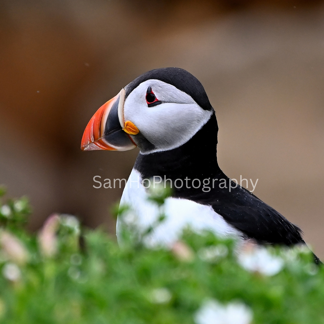Puffin