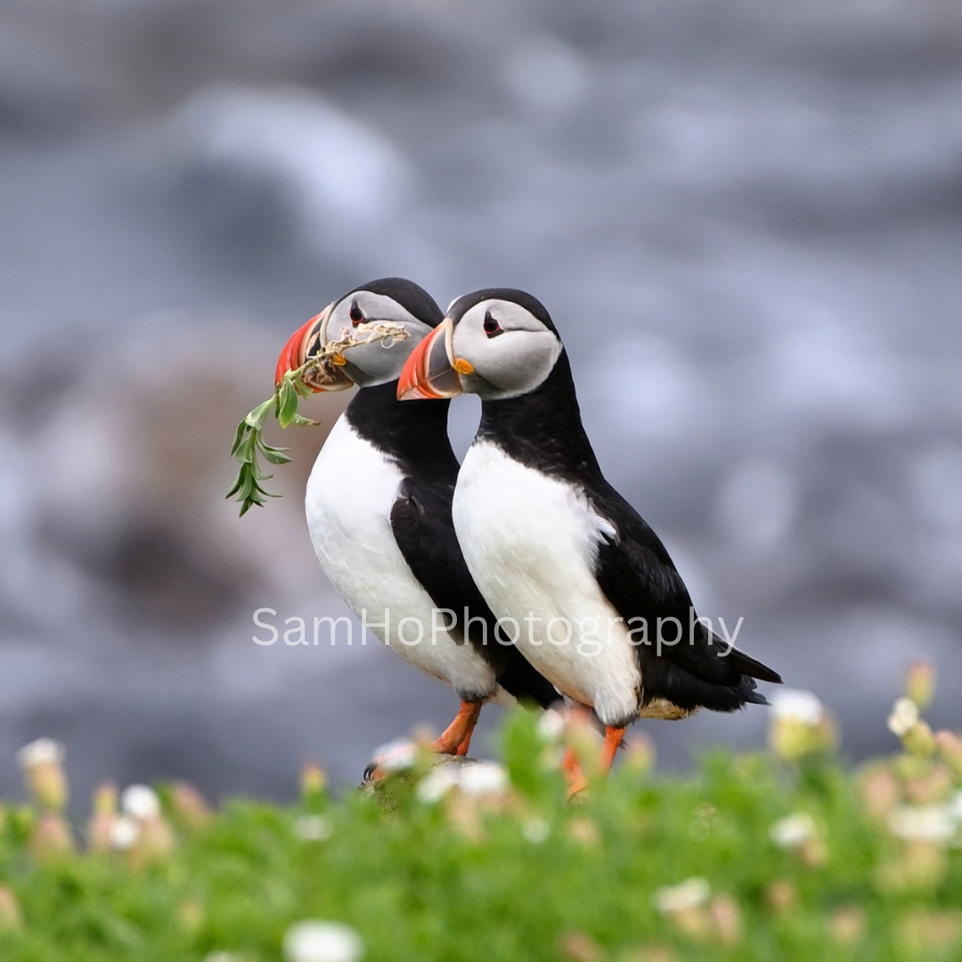 Puffin Pair