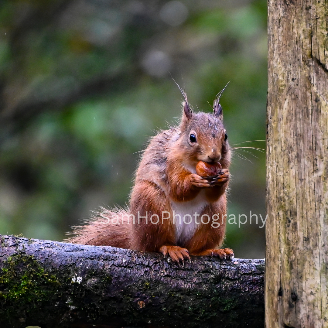 Red Squirrel