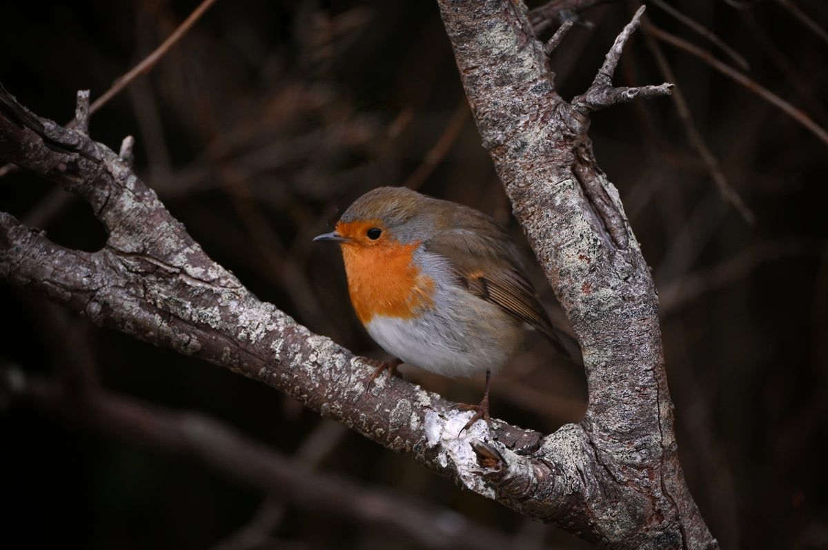 Robin II