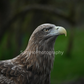 Eagle I