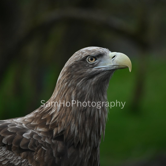 Eagle I