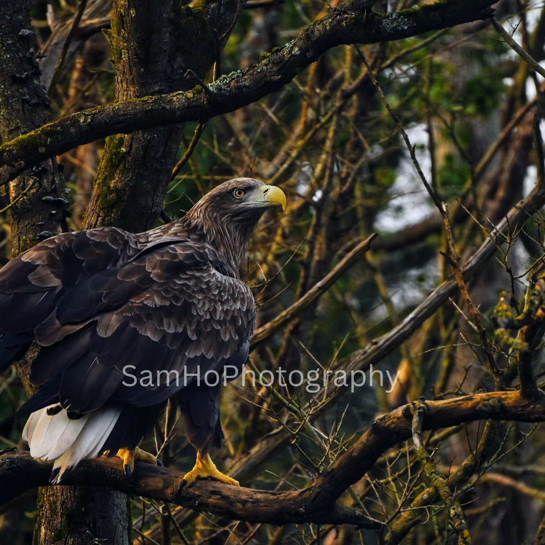 Eagle II