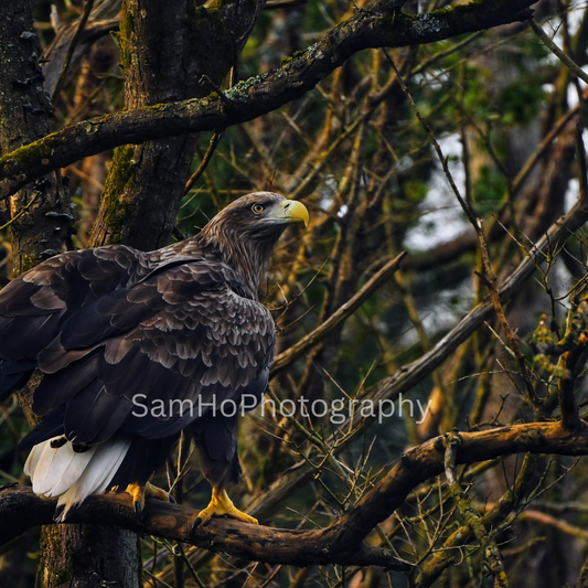 Eagle II