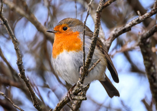 Robin I