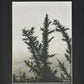 'Black and White Gorse' Print